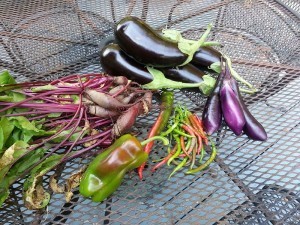 Beets, Japanese eggplant, Italian eggplant, Costa Rican sweet pepper, Long hot Italian chili, Thai chilies.