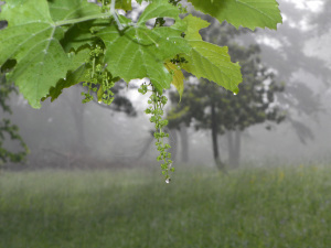 SAMSUNG DIGITAL CAMERA