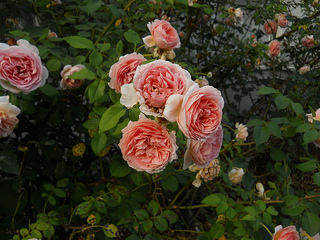 heirloom roses