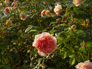 roses backlit