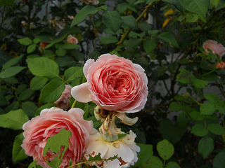 heirloom roses