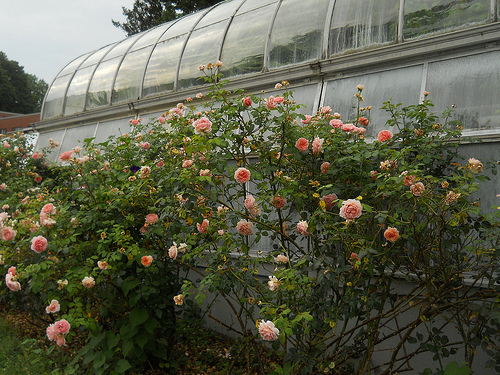 roses alongside conservatory