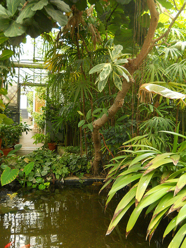 inside the Durfee Conservatory
