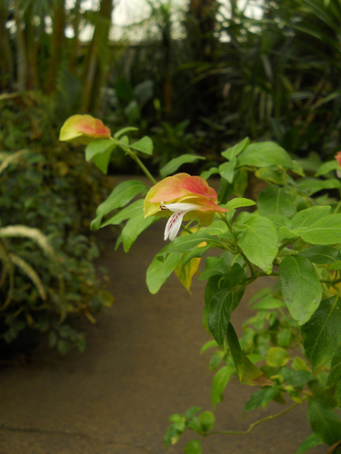 flowers in the Durfee conservatory