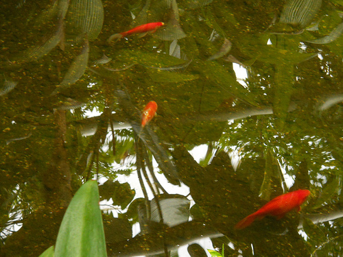 carp in the Durfee Conservatory