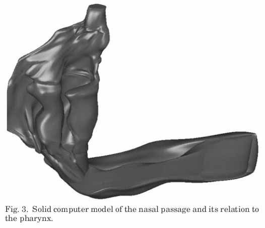 Nose_Passages
