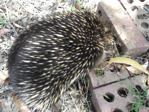 echidna 038