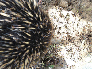 echidna 050