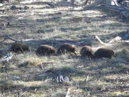 Echidna Love Train