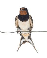 Barn Swallow, Hirundo rustica