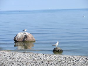 Gulls on the shore
