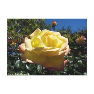 Yellow Rose Canvas