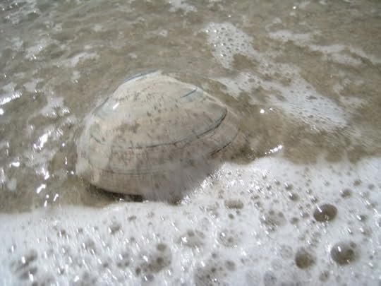 clam shell water