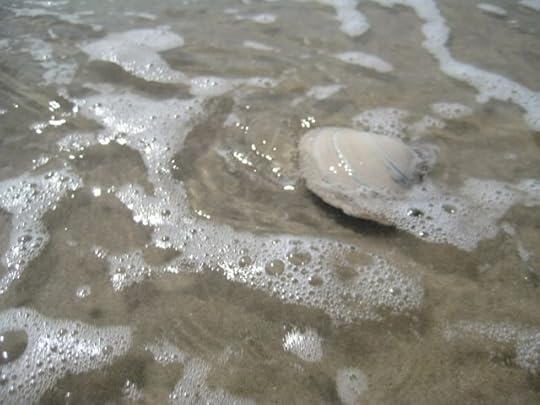 clam shell moving