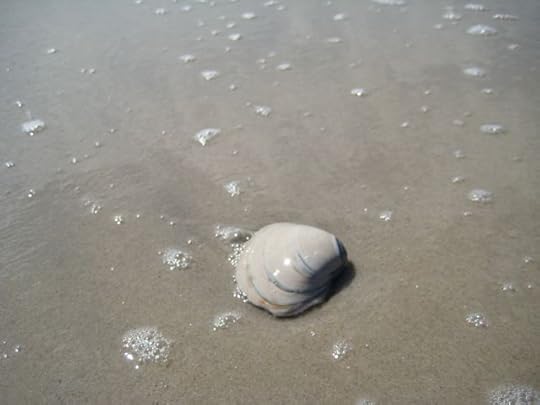 clam shell sand