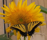 A swallowtail butterfly sitting on my sunflower