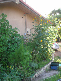 A view of my sunflowers in August