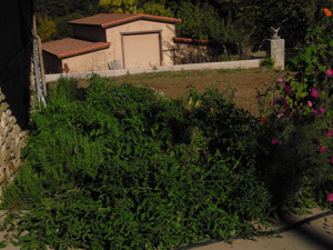 a picture of my tomato plants before the frost