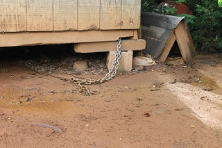 Unchain Forsyth is breaking dogs free