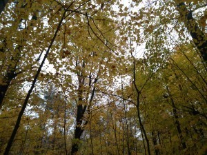One of our favourite hiking trails in Orillia.