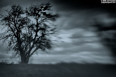 Spooky Tree