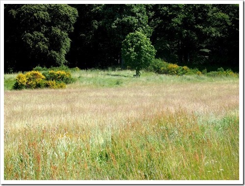 13 July 2 06-07-2013 11-12-04