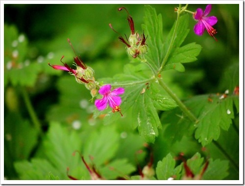 13 July 4 03-07-2013 11-42-47