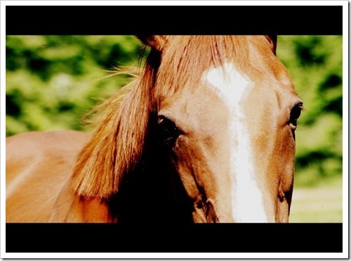 13 July 4 10-07-2013 13-58-18