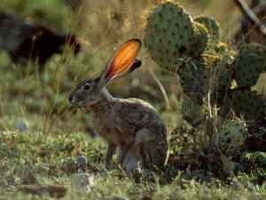 jackrabbit