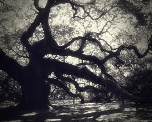 Old live oak trees