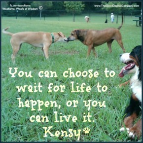 copperIMG00178 20100802 1101 290x290 Woofisms: Woofs of Wisdom© funny dog blog