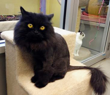 And he does look quite leonine, doesn't he?