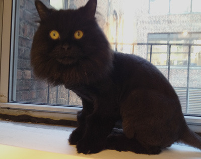 Help Bono find a home!