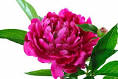 peony