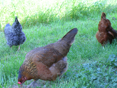 I love me some cíecen ... I mean pultrie ...