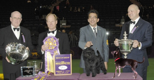 Westminster2013BananaJoe