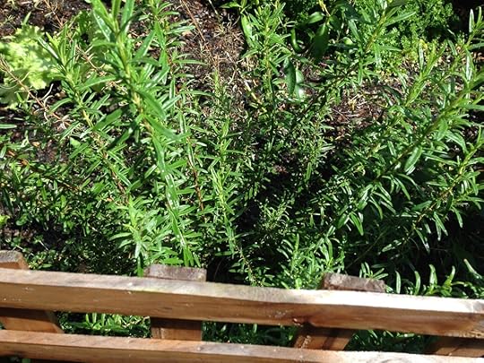 Rosemary HMC 