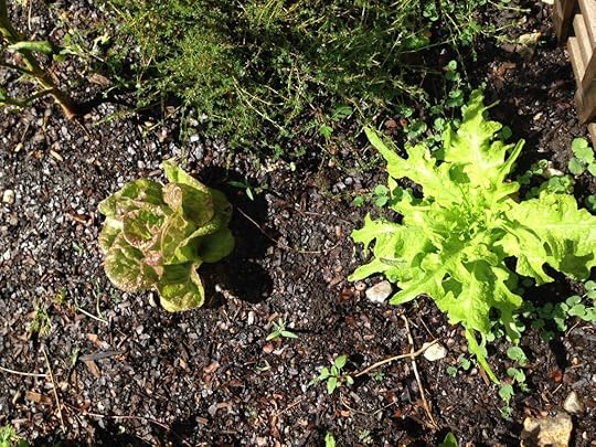 Lettuce