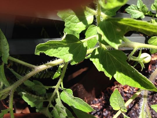 Tomatoes 