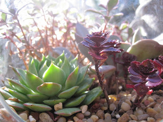 miniature cactus