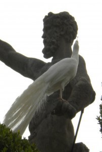 Exotic white Chinese peacocks inhabit the gardens of Isola Bella.