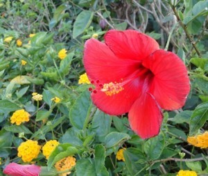 Red Hibicus