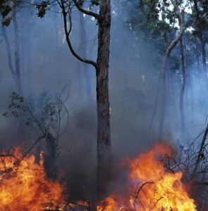 ca. 2000, Easter Island, Chile --- Tree Burning in a Forest Fire --- Image by © Royalty-Free/Corbis