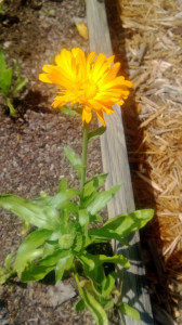 Calendula officinalis
