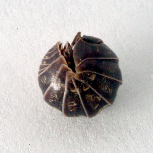 i-b61fccc179c2a778fe894bc147e059db-DSCF2516_pillbug_defense_sm-thumb-500x500-52317.jpg