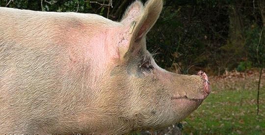 More on MRSA on Farms and in Farm Workers, and the Arguments for and Against