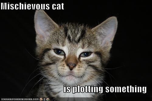 Mischievous cat is plotting something via icanhascheezburger