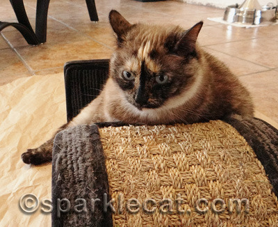 Maybe she wanted Binga to know she too could do the crazy tortie face!