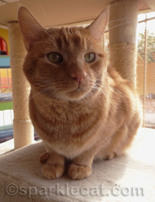 Felix's wistful pose