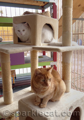 SweetPea has just realized she made a big mistake